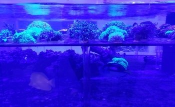 Advanced Marine Aquatics
