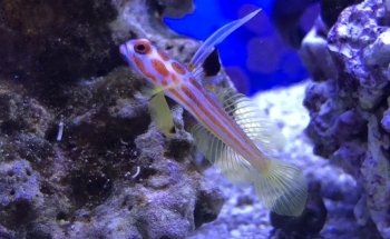 Advanced Marine Aquatics