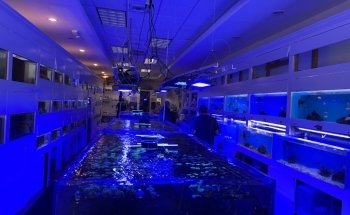 Advanced Marine Aquatics