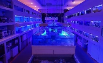 Advanced Marine Aquatics