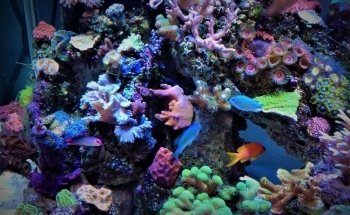Advanced Marine Aquatics