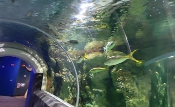 Discovery World's Reiman Aquarium