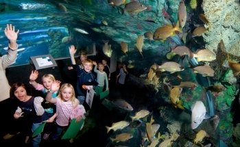 Acuario Reiman del Discovery World