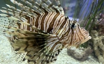 Discovery World's Reiman Aquarium