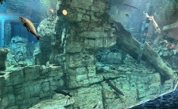 Discovery World's Reiman Aquarium