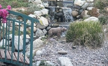 The Pond Digger