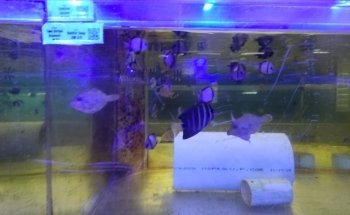Ocean Reef's Den (ORD) Aquatics