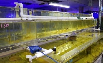 Ocean Reef's Den (ORD) Aquatics