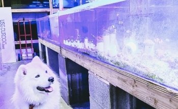 Ocean Reef's Den (ORD) Aquatics