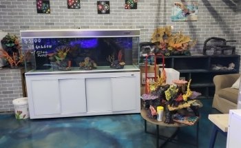 Ocean Reef's Den (ORD) Aquatics