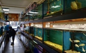 Asia Gift & Aquarium