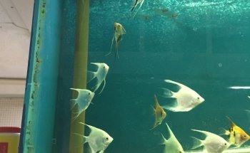 Asia Gift & Aquarium