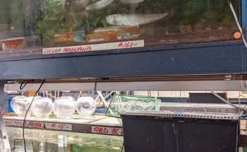 Asia Gift & Aquarium