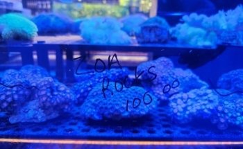 Reefs Edge Aquatics