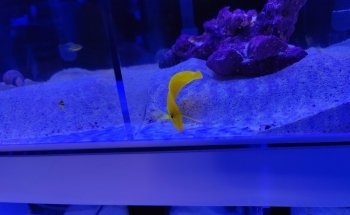 Reefs Edge Aquatics