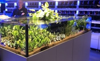 Reefs Edge Aquatics