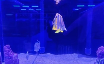 Reefs Edge Aquatics