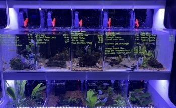 Reefs Edge Aquatics