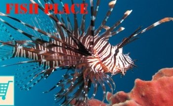 Pete's Aquariums & Fish