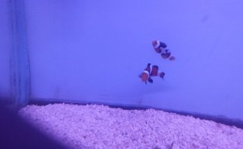 Pete's Aquariums & Fish