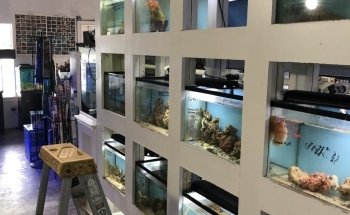Pete's Aquariums & Fish