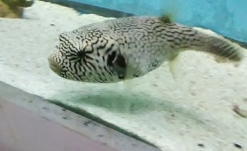 Pete's Aquariums & Fish