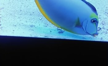 Pete's Aquariums & Fish
