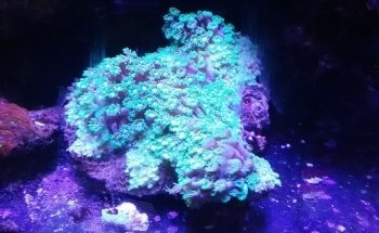Pete's Aquariums & Fish