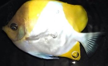 Rob's Aquatics