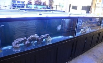 Rob's Aquatics
