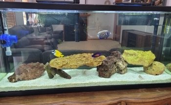 Rob's Aquatics