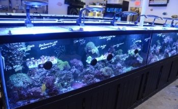 Rob's Aquatics