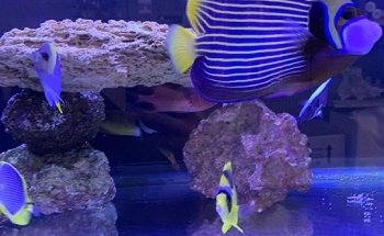 Rob's Aquatics