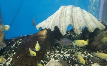 ACUARIO M.C.