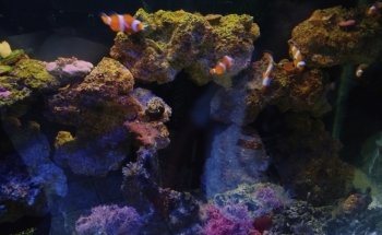 ACUARIO M.C.