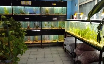 AQUARIUM M.C.