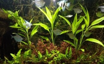 ACUARIO M.C.