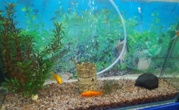 ACUARIO M.C.