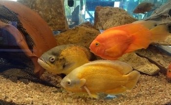 ACUARIO M.C.