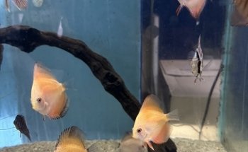 ACUARIO M.C.