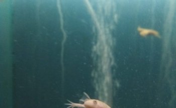 ACUARIO M.C.
