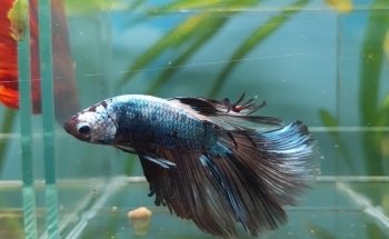 ACUARIO M.C.