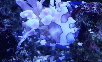 Living Reef Aquariums