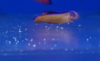 Living Reef Aquariums