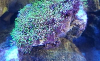 Living Reef Aquariums