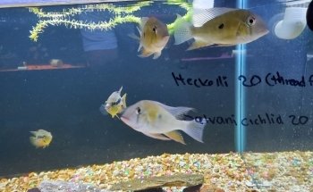 Living Reef Aquariums