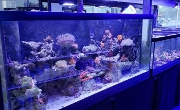 Living Reef Aquariums
