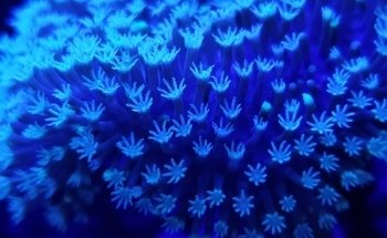 Living Reef Aquariums