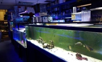 Living Reef Aquariums