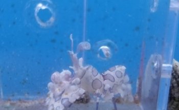 Living Reef Aquariums